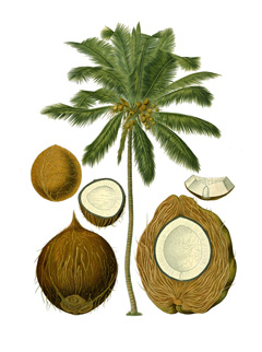 Cocos nucifera Coconut Palm, Coconut